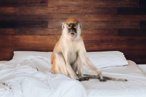 Ever Woken Up to Find a Monkey in Your Bed? My Unforgettable Adventure to South Africa
